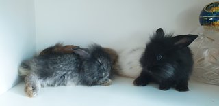 Bunnies  - Lionhead + Lop Eared Rabbit