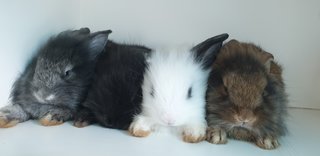 Bunnies  - Lionhead + Lop Eared Rabbit