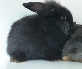 Bunnies  - Lionhead + Lop Eared Rabbit