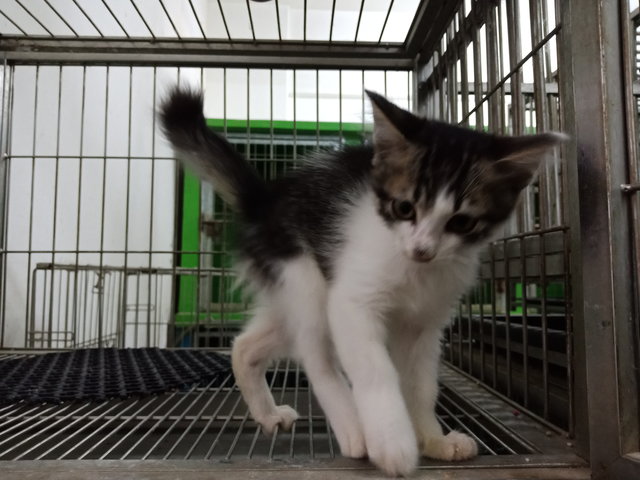 September  - Domestic Medium Hair Cat