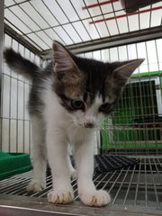 September  - Domestic Medium Hair Cat