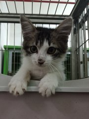 September  - Domestic Medium Hair Cat