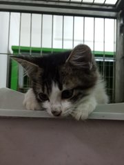 September  - Domestic Medium Hair Cat