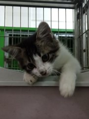 September  - Domestic Medium Hair Cat