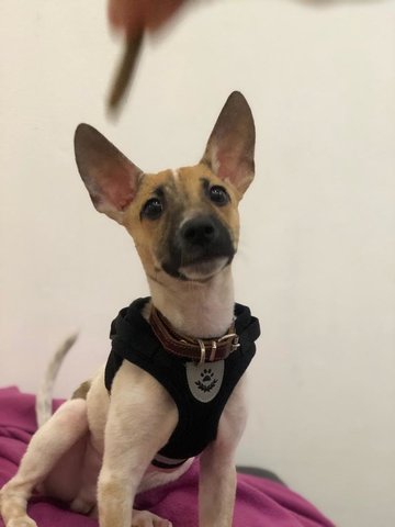 Jovee - Chihuahua Dog