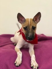 Jovee - Chihuahua Dog