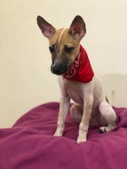 Jovee - Chihuahua Dog