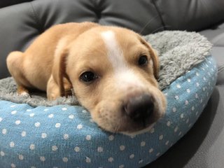 Lambo (Renamed Milo) - Labrador Retriever Mix Dog