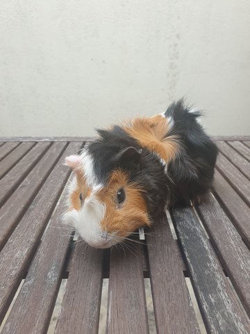 Hendricks  - Guinea Pig Small & Furry