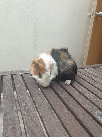 Nugget - Guinea Pig Small & Furry