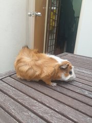 Nugget - Guinea Pig Small & Furry