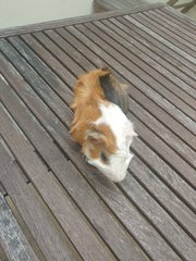 Nugget - Guinea Pig Small & Furry