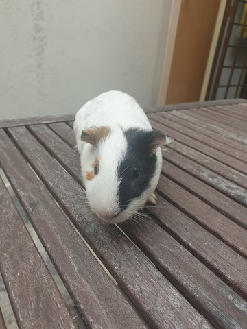 Soju - Guinea Pig Small & Furry