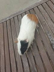 Soju - Guinea Pig Small & Furry