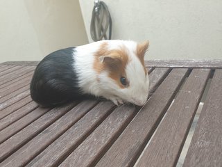 Latte - Guinea Pig Small & Furry