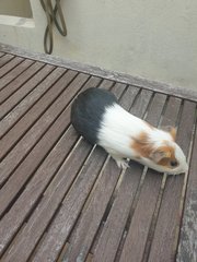 Latte - Guinea Pig Small & Furry