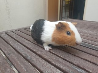 Button - Guinea Pig Small & Furry