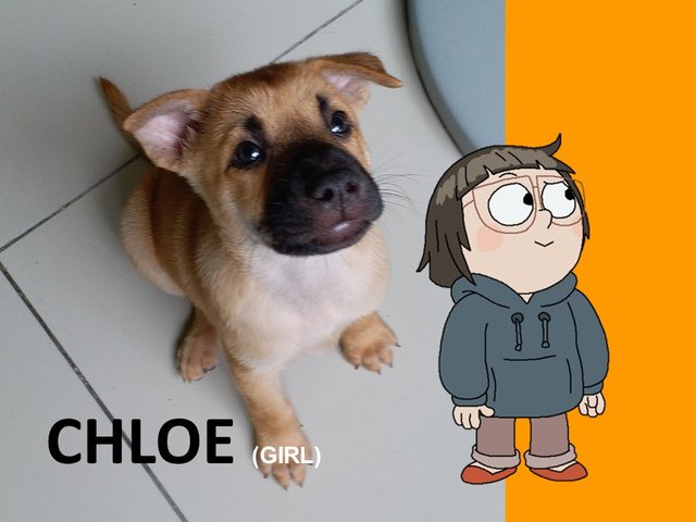 Chloe Webarebears - Mixed Breed Dog