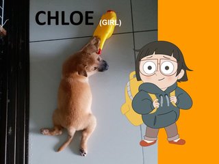 Chloe Webarebears - Mixed Breed Dog