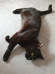 Kiki - Domestic Short Hair Cat