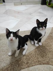 Chichi &amp; Kiki - Domestic Short Hair Cat