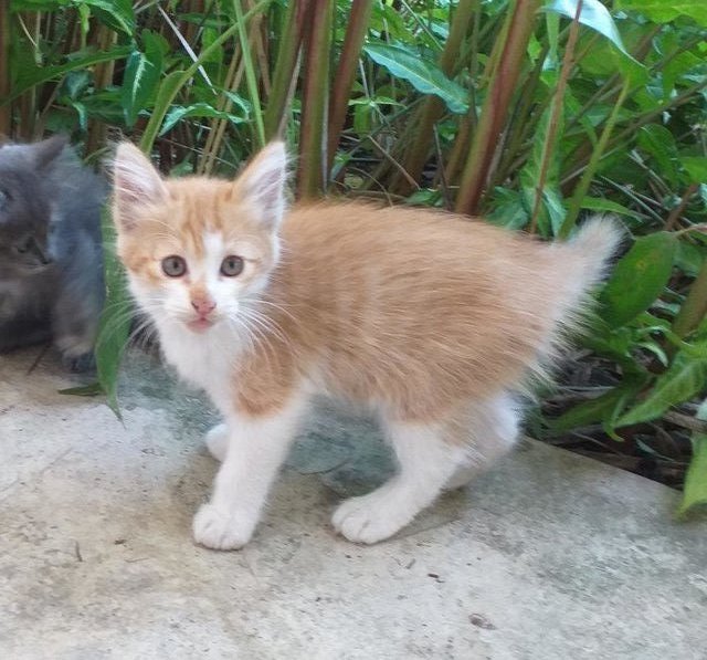 Blondie  - Domestic Short Hair Cat