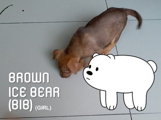 Bib (Brown Ice Bear) - Mixed Breed Dog