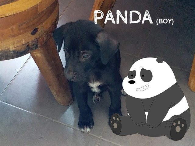 Panda Webarebears - Mixed Breed Dog