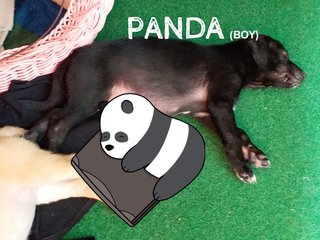 Panda Webarebears - Mixed Breed Dog