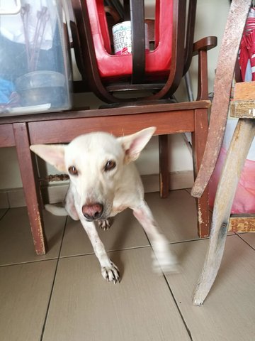 Mashmallow &amp; Peanut - Mixed Breed Dog