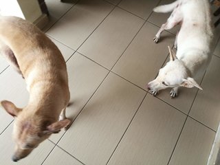 Mashmallow &amp; Peanut - Mixed Breed Dog