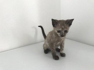 Duchess - Domestic Short Hair + Siamese Cat