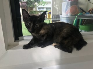 Aria (Urgent Please Read) - Domestic Short Hair + American Shorthair Cat