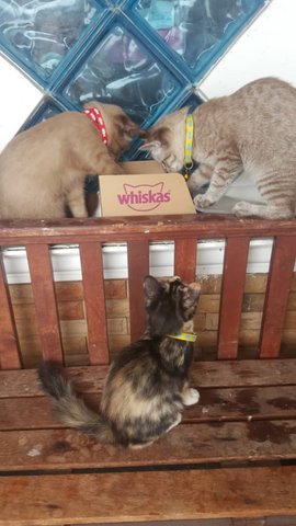 Bella, Ariel And Moana - Singapura + Balinese Cat