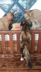 Bella, Ariel And Moana - Singapura + Balinese Cat