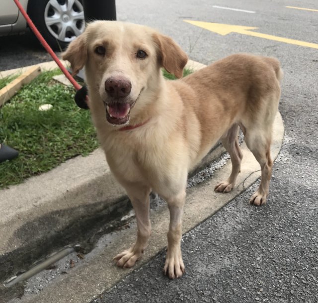 Hiro - Labrador Retriever Mix Dog