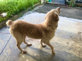 Hiro - Labrador Retriever Mix Dog