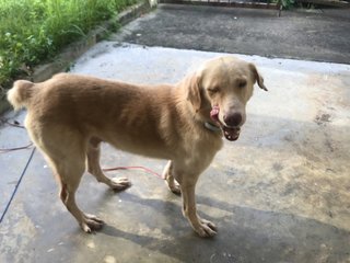 Hiro - Labrador Retriever Mix Dog