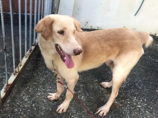 Hiro - Labrador Retriever Mix Dog