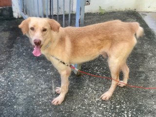 Hiro - Labrador Retriever Mix Dog