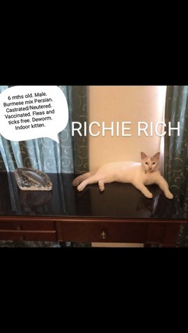 Richie Rich - Burmese Cat