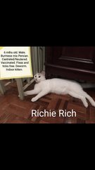 Richie Rich - Burmese Cat