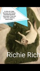 Richie Rich - Burmese Cat