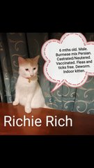 Richie Rich - Burmese Cat