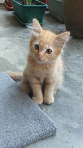 Brownie - Domestic Short Hair Cat