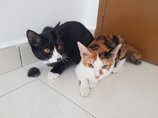 Two Siblings - Domestic Medium Hair Cat