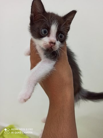 Oreo&amp;moon😍 - Calico + Domestic Short Hair Cat