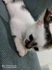 Oreo&amp;moon😍 - Calico + Domestic Short Hair Cat