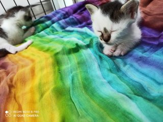 Oreo&amp;moon😍 - Calico + Domestic Short Hair Cat