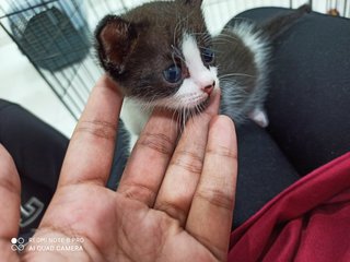 Oreo&amp;moon😍 - Calico + Domestic Short Hair Cat